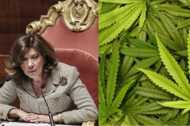 news cannabis senato